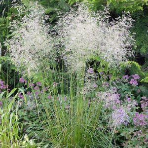 Metlica trsnatá - Deschampsia cespitosa ´PALAVA´,  kont. C2L